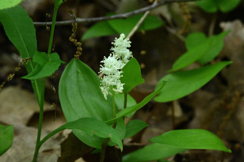 2025-05288742 Oxbow NWR, MA.JPG - Can ada Mayflowwer. Oxbow National Wildlife Refuge, MA, 5-28-2025